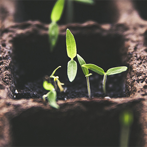 New Leaf Foundation SROI Impact Report